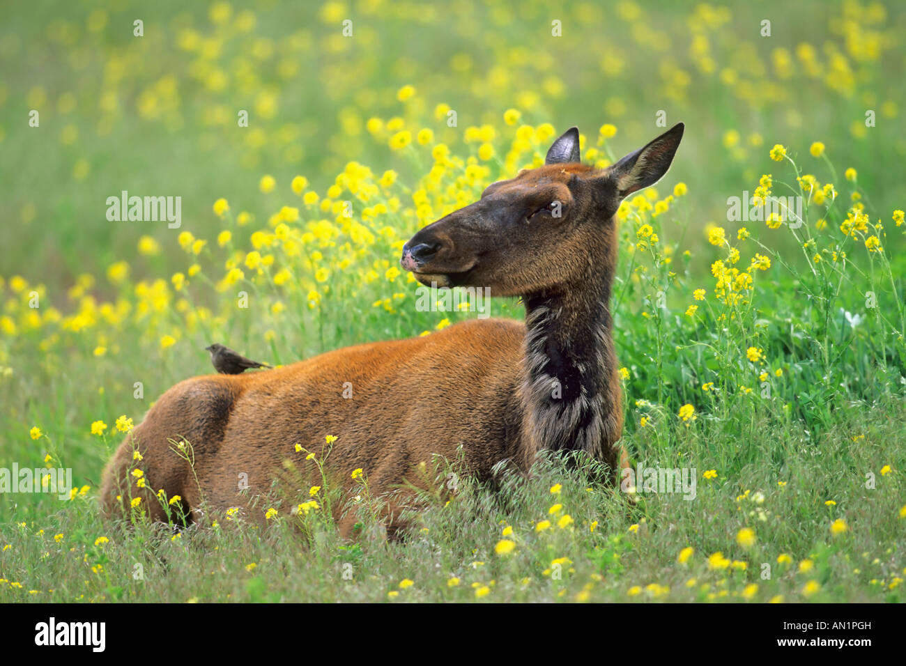 Wapiti hirsch Fotos und Bildmaterial in hoher Auflösung Alamy