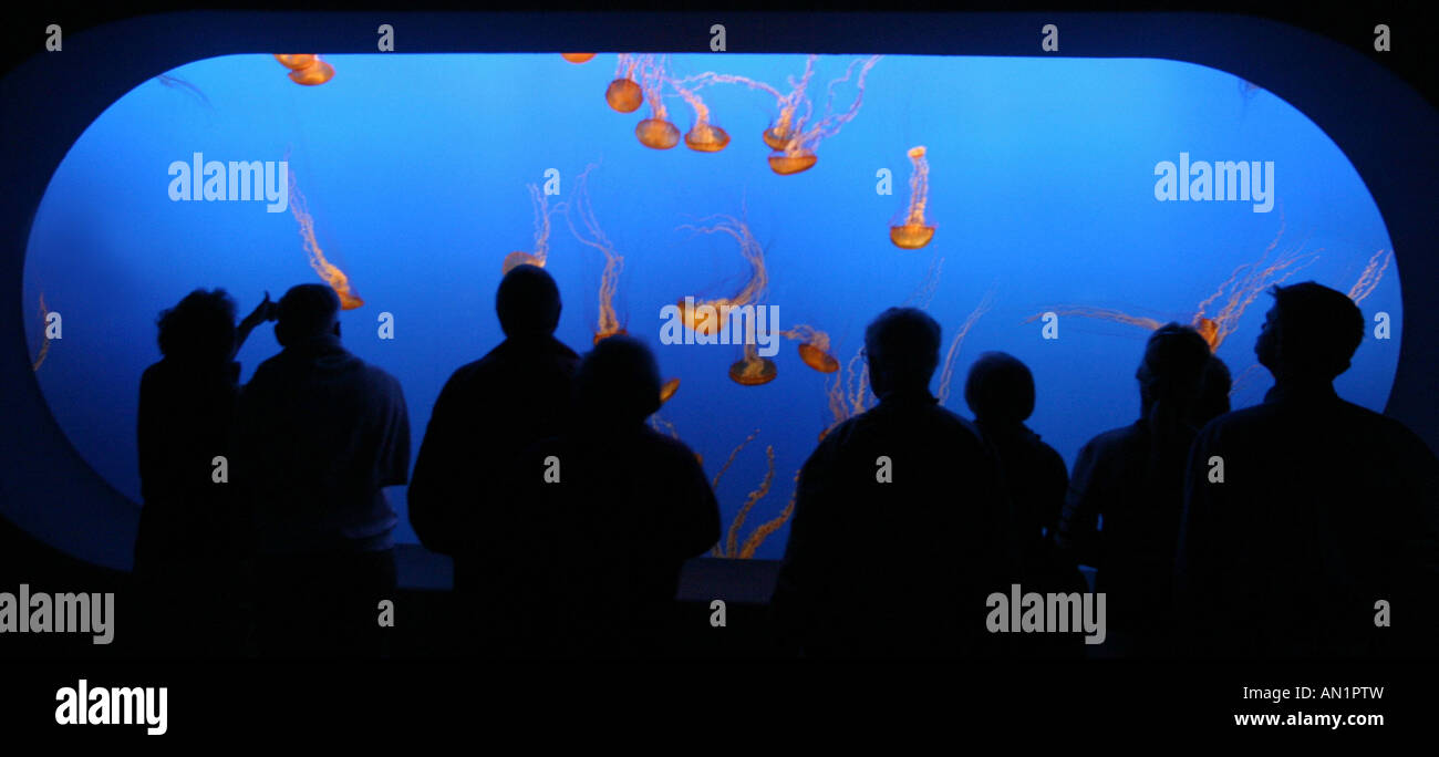 Besucher vor dem Meer Nesseln Tank im Monterey Bay Aquarium Chrysaora Fuscescens USA Kalifornien Stockfoto