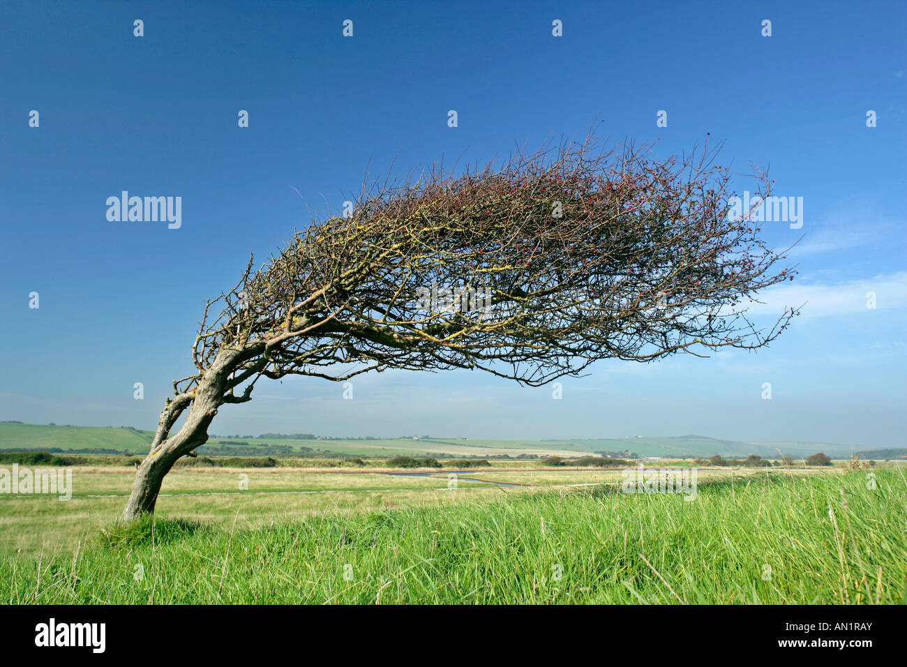 Wind fegte gemeinsame Weißdorn fast 90 Grad mit Beeren im Herbst sieben Schwestern Country Park East Sussex England UK Stockfoto