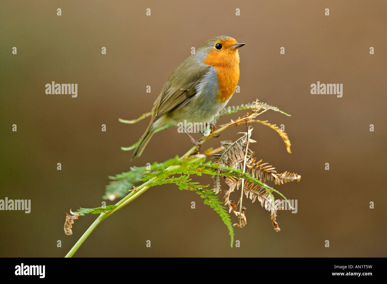 Rotkehlchen Robin Erithacus Rubecula Europa Europa Stockfoto