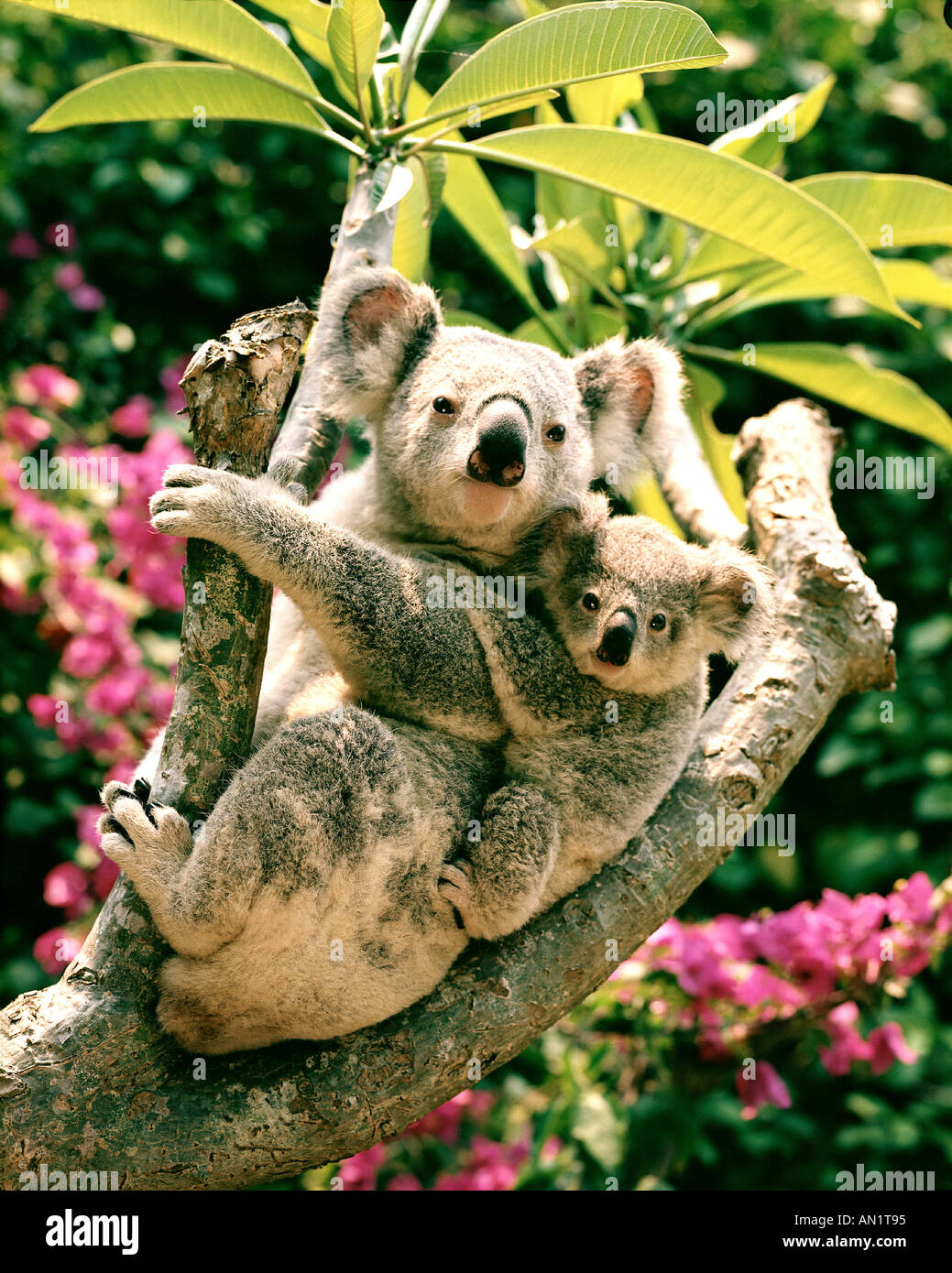 Australien: Koalas Stockfoto