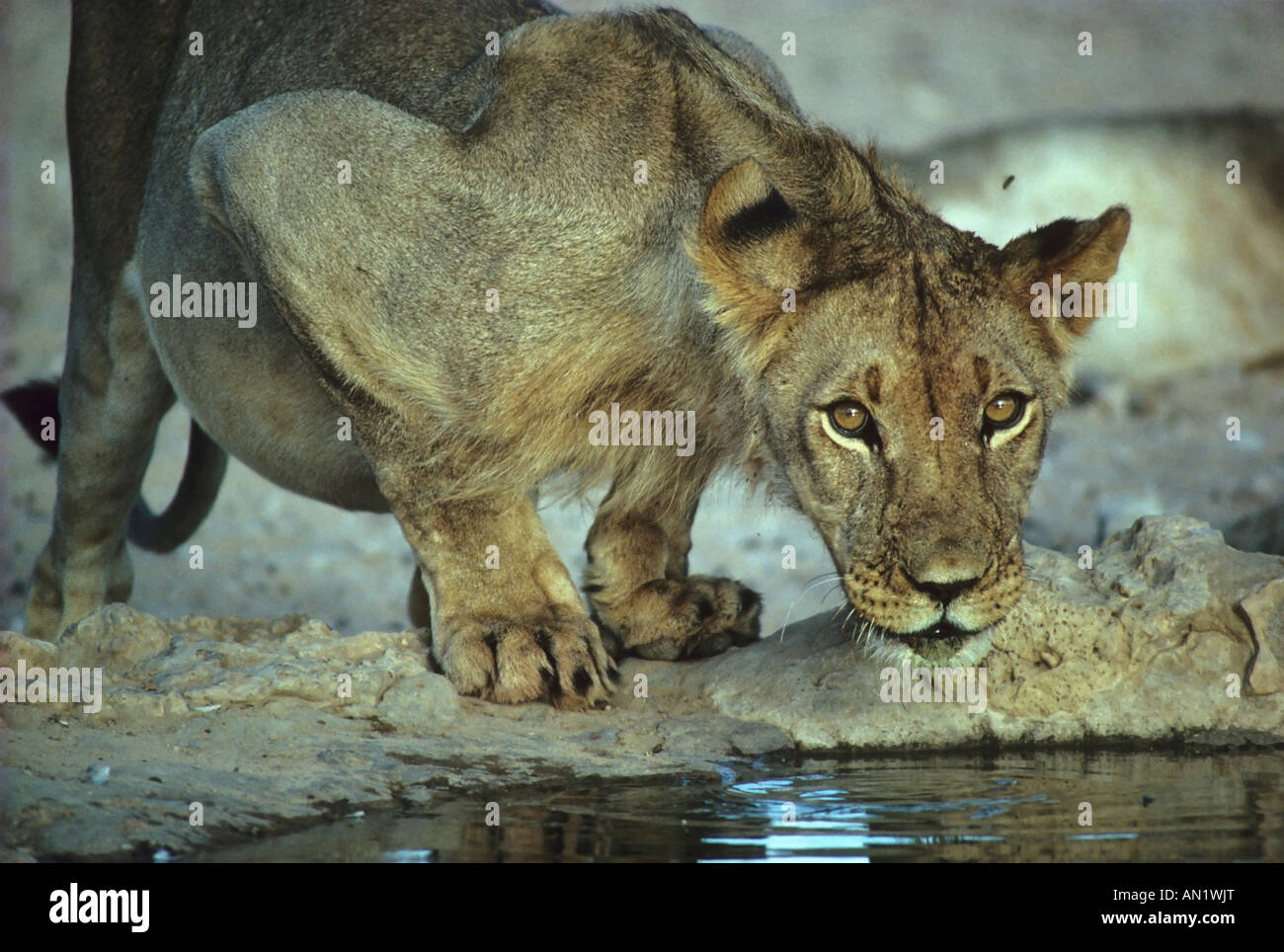 Loewe-Weibchen afrikanischen Löwen weibliche Panthera Leo Kalahari Gemsbok NP Südafrika Suedafrika Stockfoto