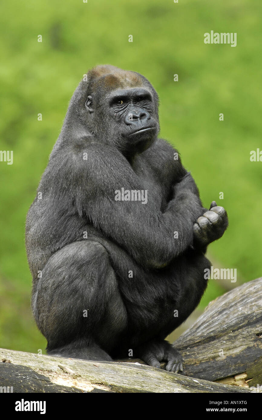 Flachlandgorilla Gorilla Gorilla westlichen Gorilla Westgorilla Menschenaffe Flachland Gorilla Westerngorilla Stockfoto