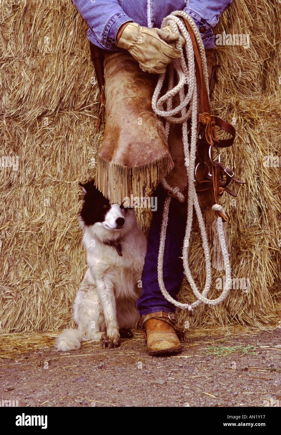 Cowboy, stützte sich auf Strohballen mit einem Bein mit dem Hund namens Kaktus hinter ihm Stockfoto