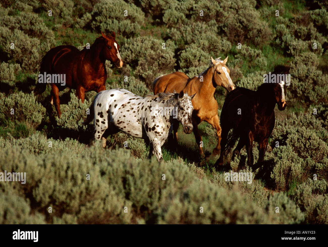 Vier Ranch Pferde laufen aber grüne Salbei in Oregon Stockfoto