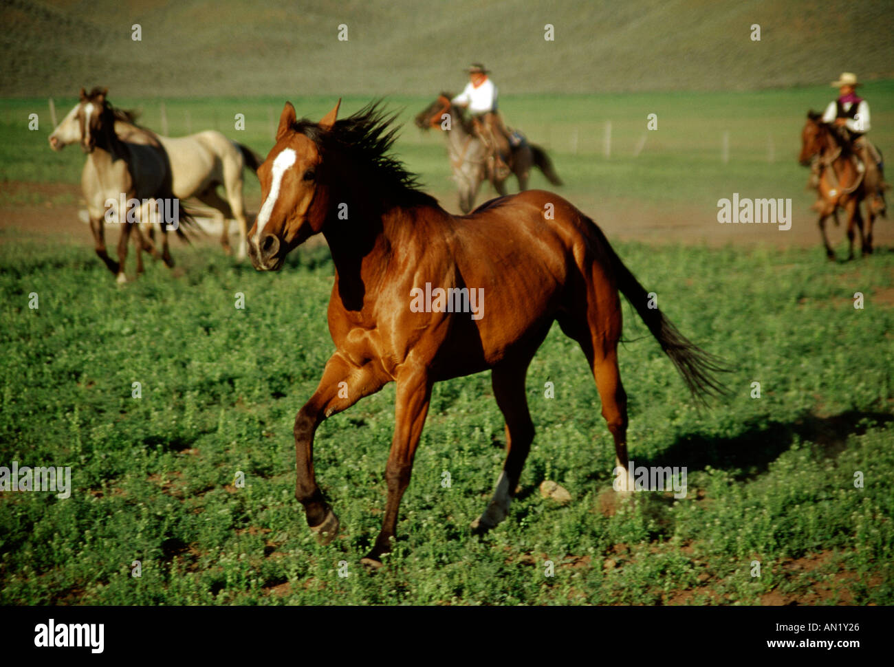 Zwei Cowboys laufen drei Pferde auf einer Ranch in Oregon Stockfoto