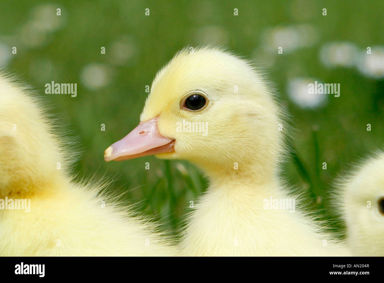 Entenkueken Kueken Hausente Entlein Hausente Entenküken Stockfoto