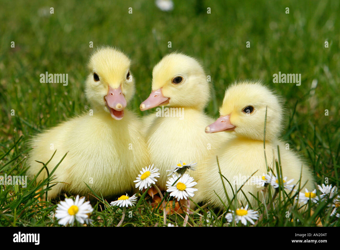 Entenkueken Kueken Hausente Entlein Hausente Entenküken Stockfotografie