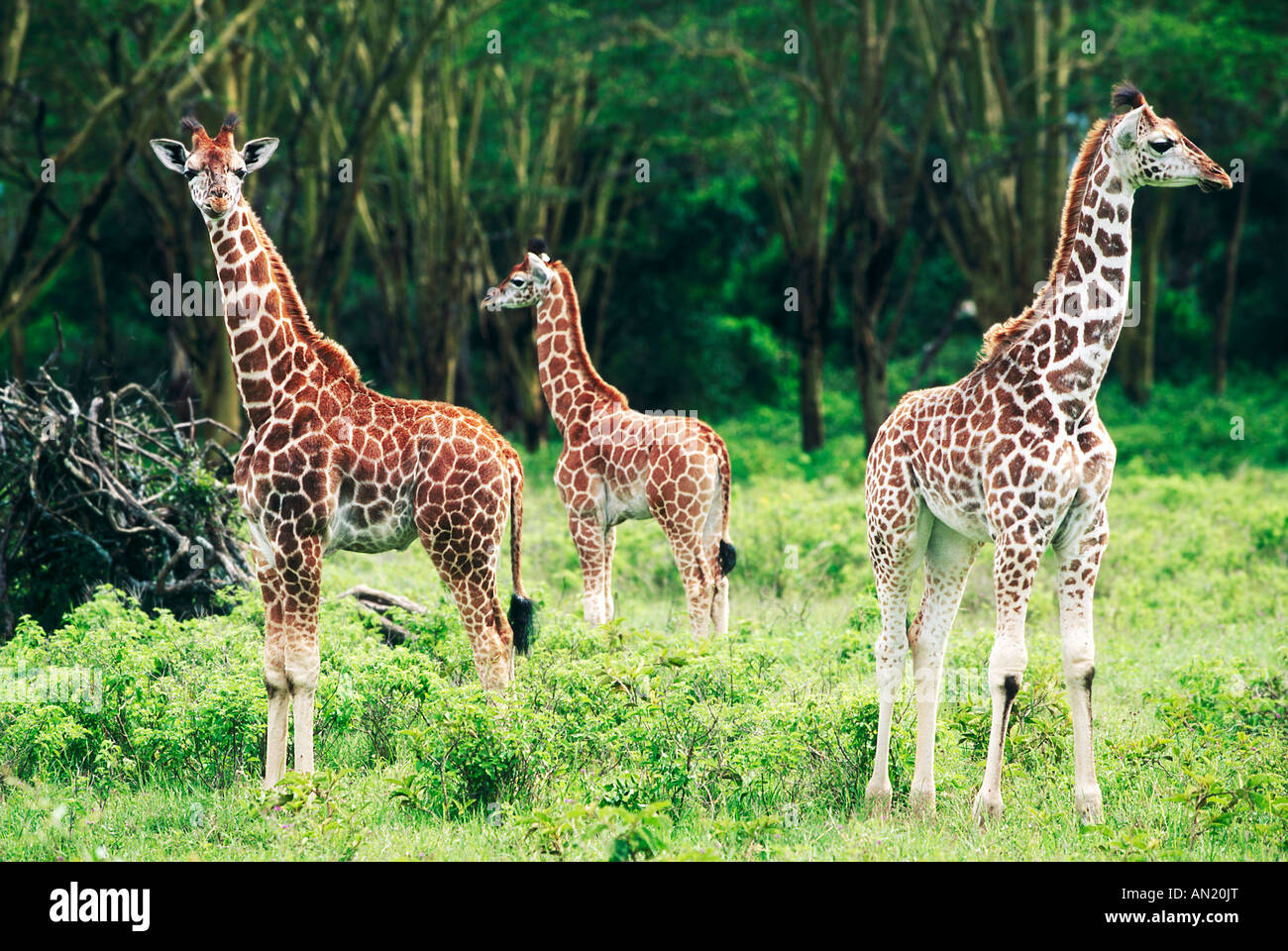 Masai Giraffe Giraffa Plancius Lake Nakuru Kenia Kenianers Afrika Afrika Stockfoto