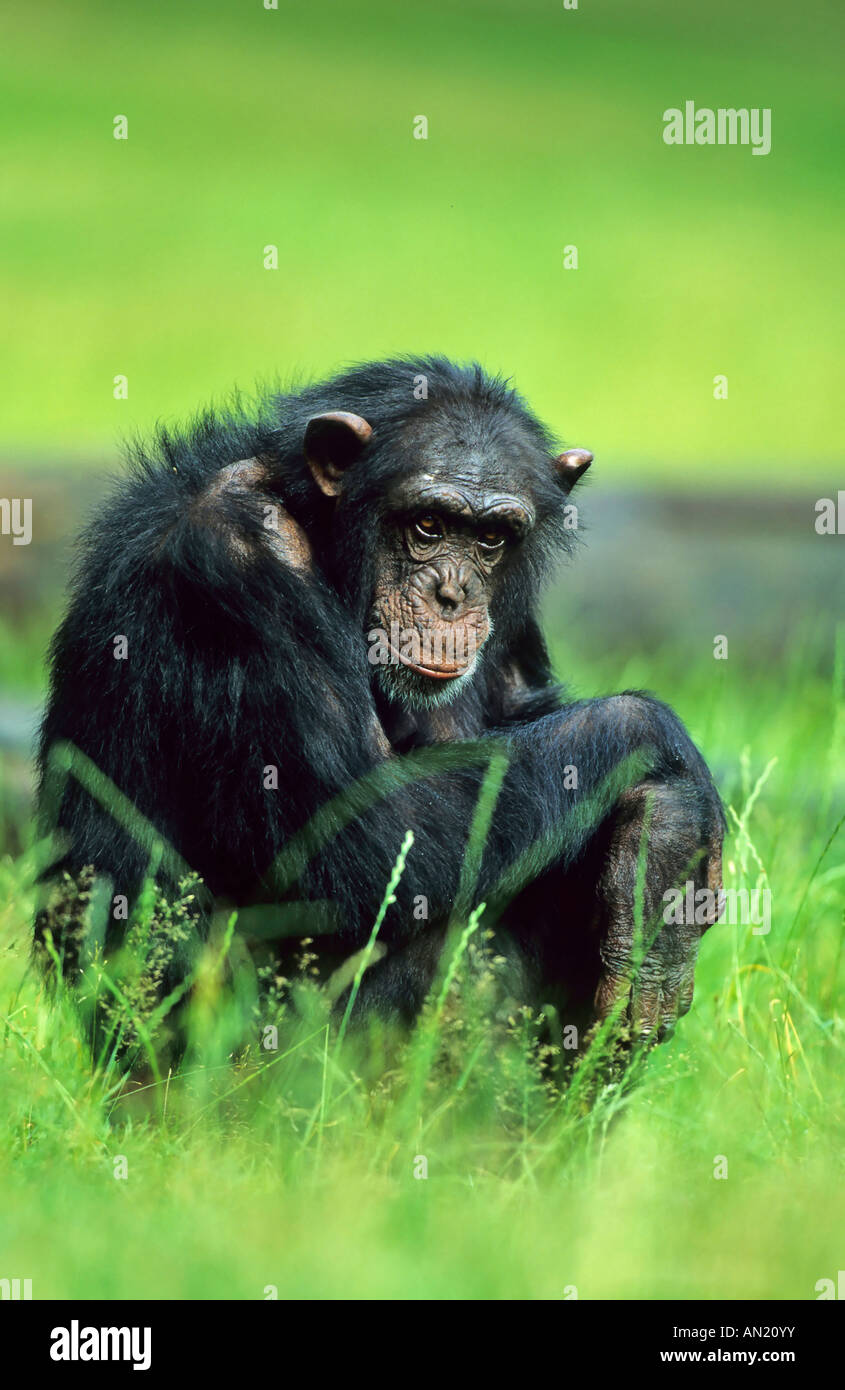 Schimpanse Schimpansen Pan troglodytes Stockfoto