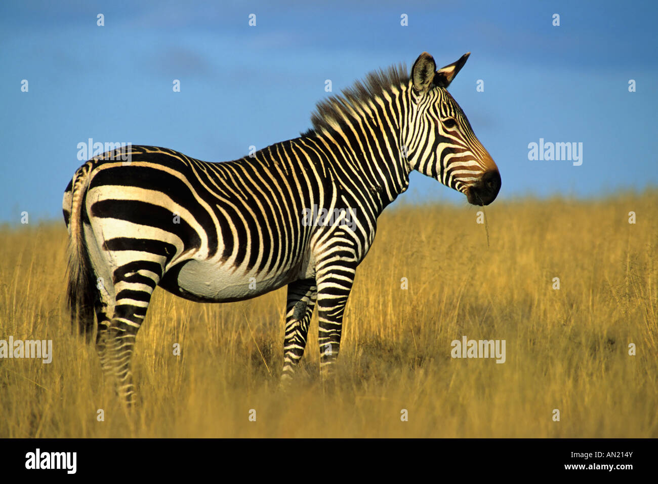 Bergzebra Cape Mountain Zebra Equus Zebra Zebra Mt Zebra NP Suedafrika South Africa Stockfoto