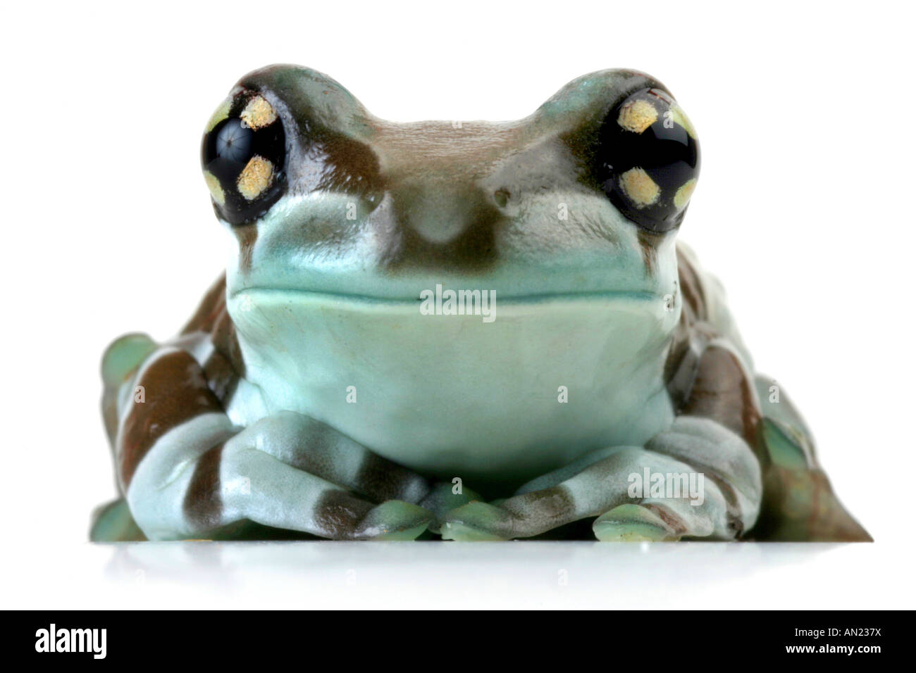 Amazonas Baldachin Frosch Phrynohyas Resinifictrix Porträt Stockfoto