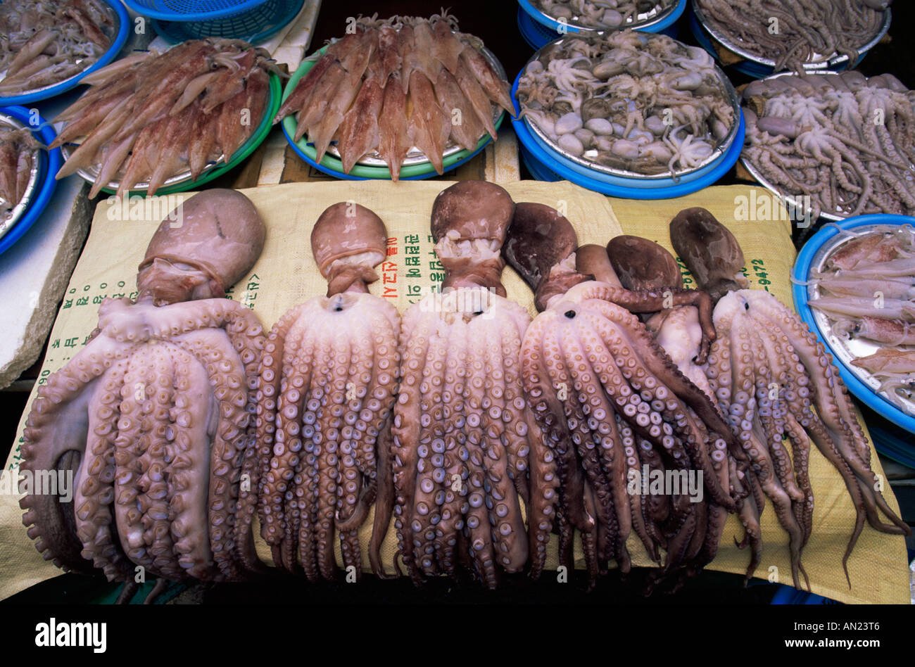 Busan, Korea Jagalchi Markt, Octopus Display Stockfoto