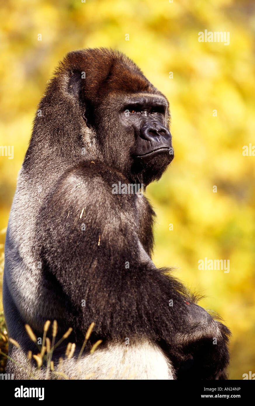 Gorilla Männchen Maennchen Detroit Zoo USA Stockfoto