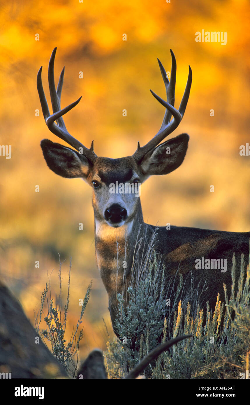Maultierhirsch Schwarzwedelhirsch Mule Deer Buck Bock Odocoileus Hemionus Wyoming Usa Stockfotografie Alamy