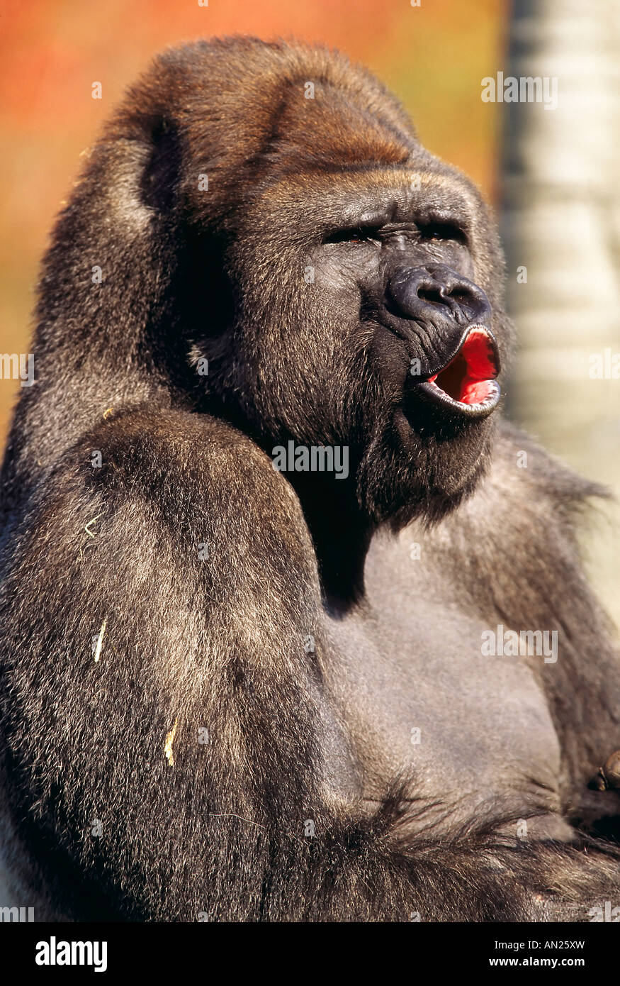 Flachland-Gorilla Flachlandgorilla männlichen Maennchen Detroit Zoo USA Stockfoto