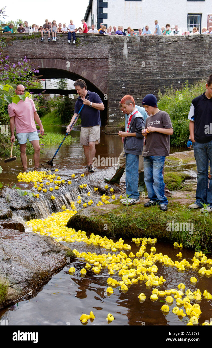 Gemeinschaft gelb Kunststoff Entenrennen am Fluss Ennig Teil des jährlichen Talgarth Festival der Black Mountains Powys Mid Wales UK Stockfoto