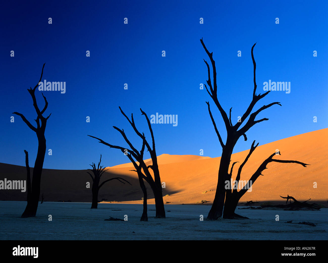 Silhouetten von Toten Camelthorn Bäume Akazie Erioloba im Deadvlei Namib Wüste Namib Naukluft Park Namibia Afrika Stockfoto