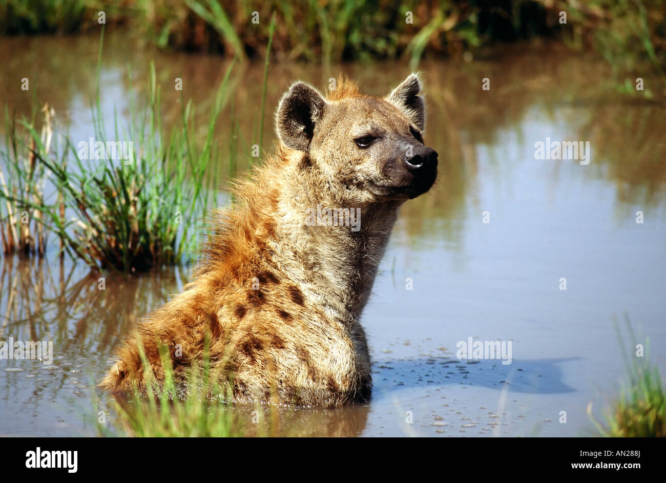 Hyena Spotted Hyena Crocuta Crocuta Hyaene Hyaenen Hyenas Stockfotos