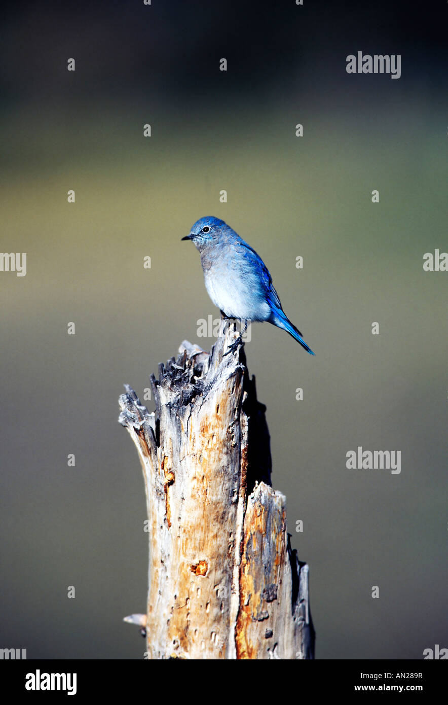 Bluebird Mountain Sialia Currocoides Süd Dakoata USA Stockfoto