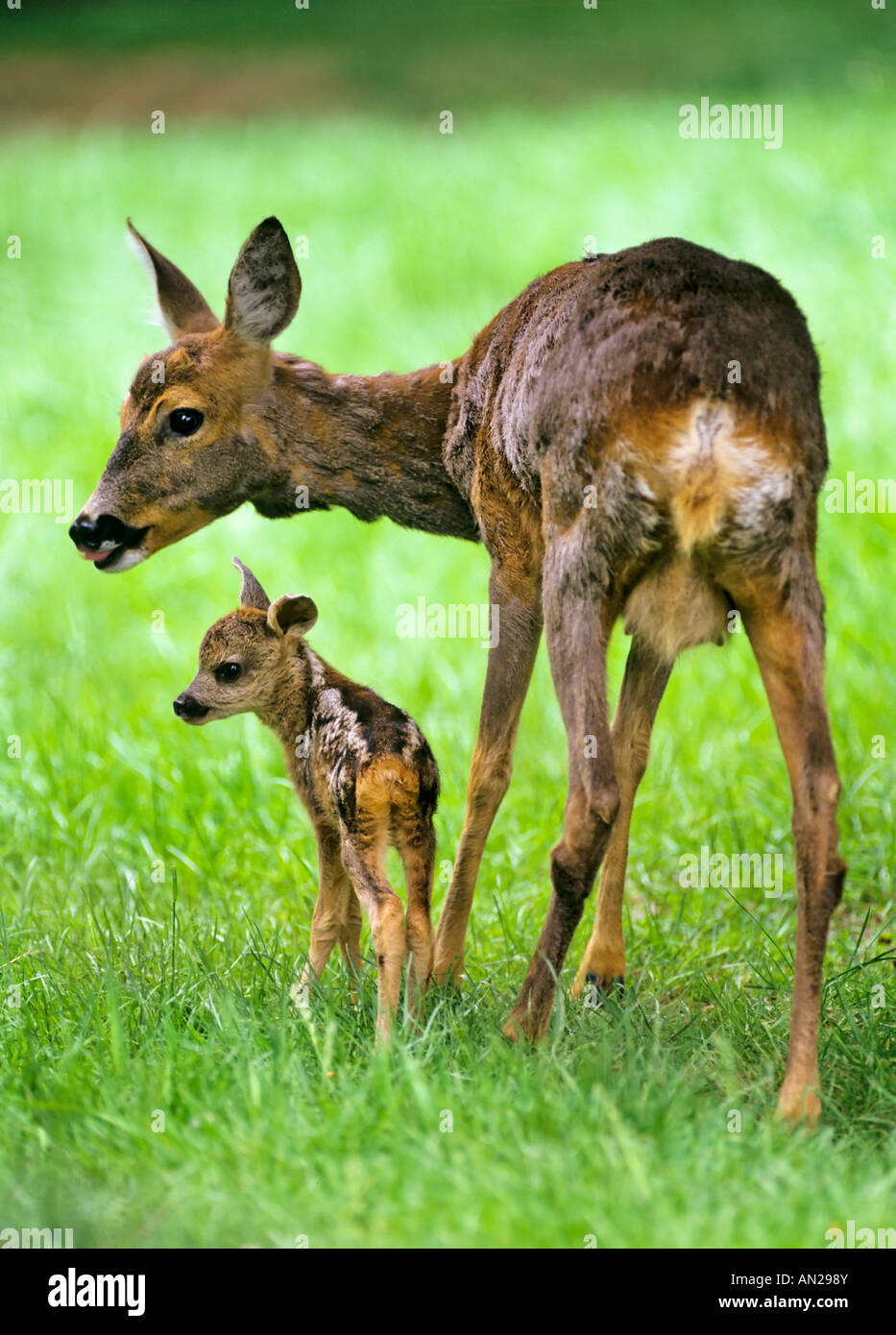 Rehe Ricke Mit Zwei Tage Altem Kitz Capreolus Capreolus