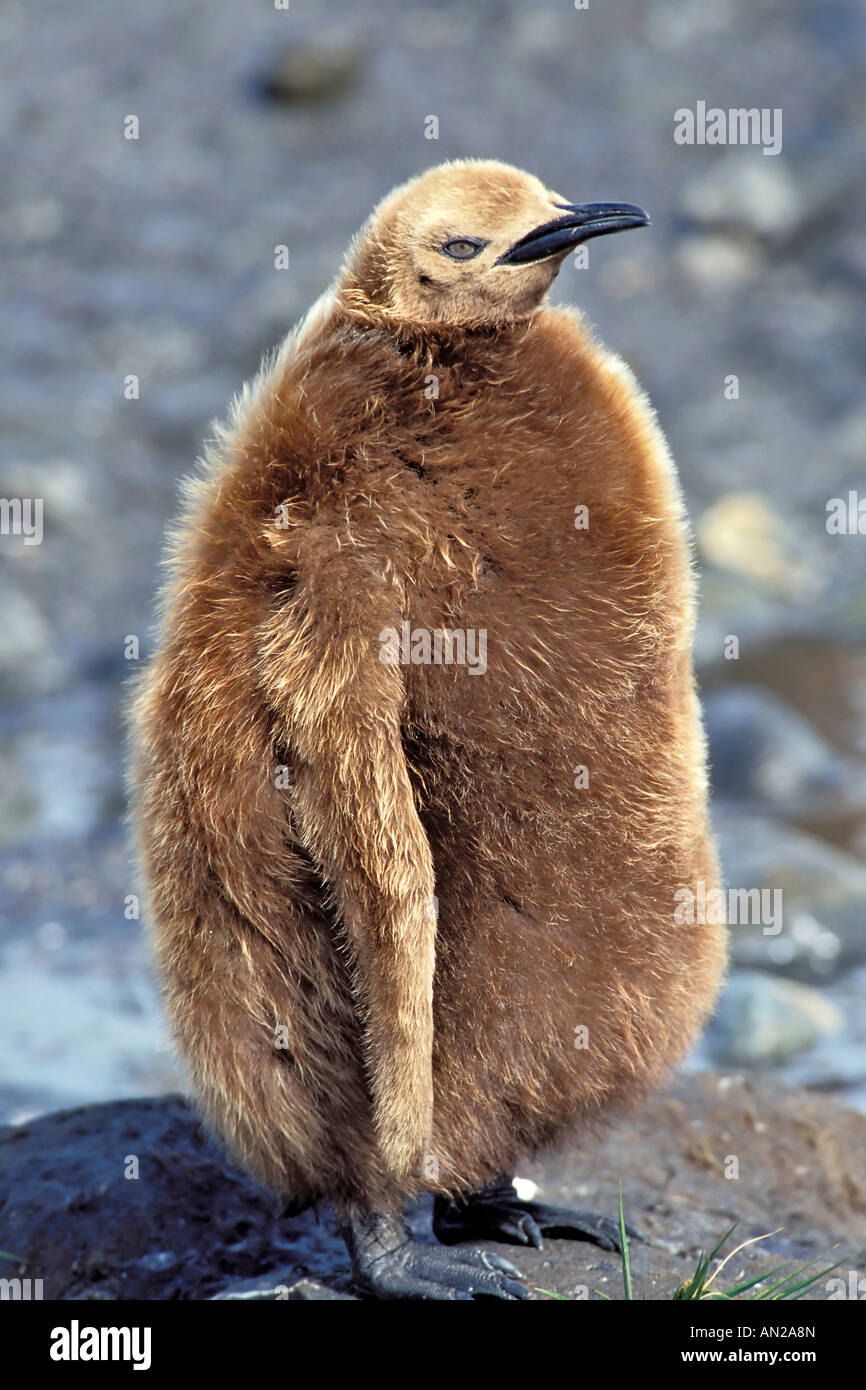 King Penguin Koenigspinguin Aptenodytes Patagonicus Salisbury plain Südgeorgien Stockfoto