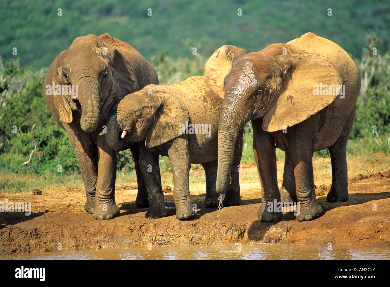 Afrikanischer Elefant afrikanische Elefant Loxodonta Africana Addo NP Sued Afrika Stockfoto