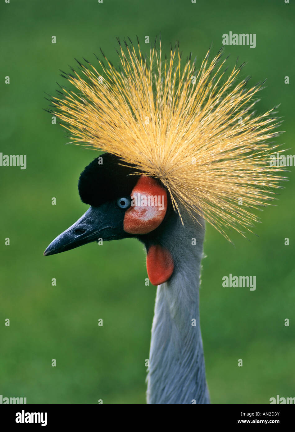 Kronenkranich Balearica Pavonina gekrönt Kran Stockfoto