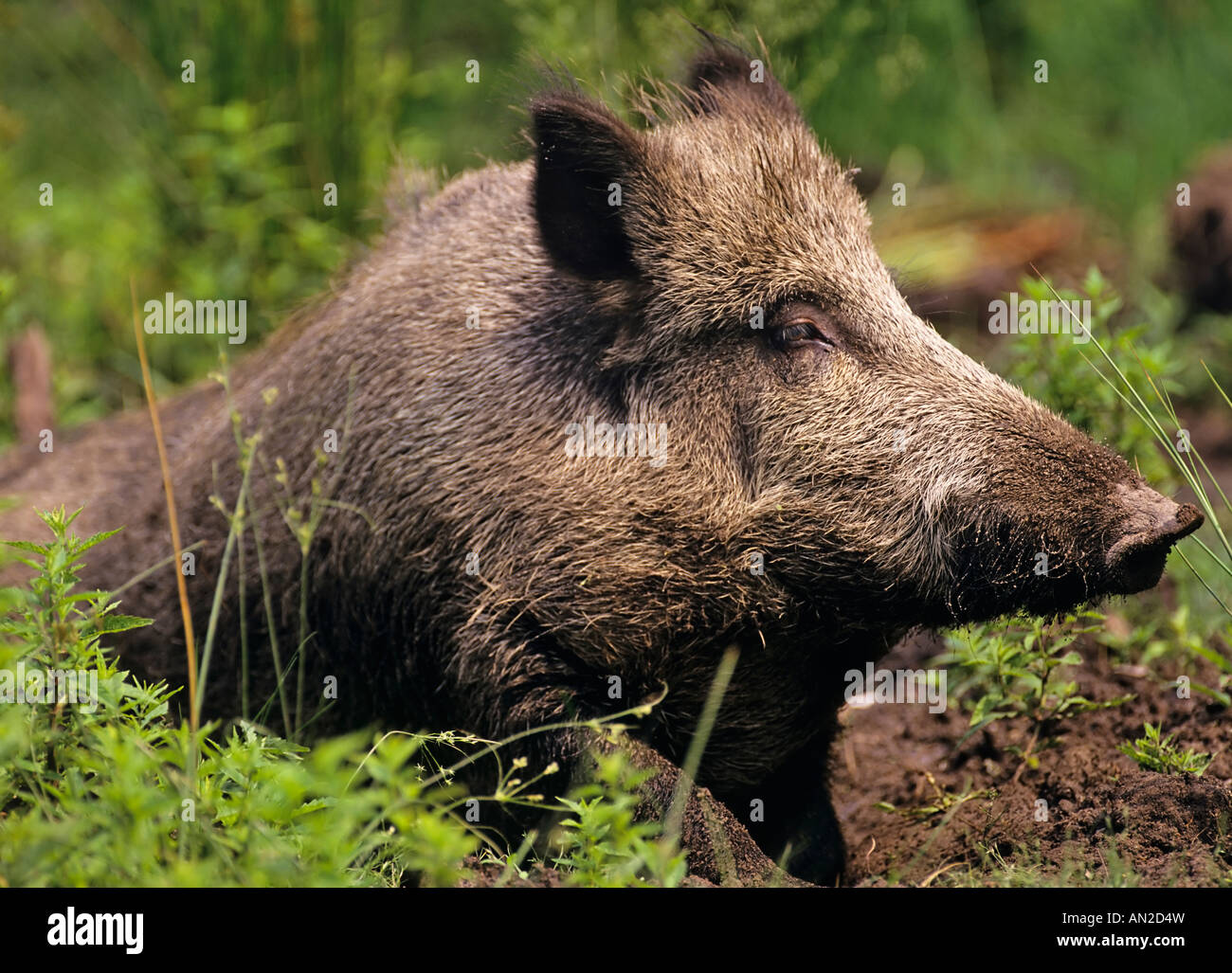 Wildschwein Bache in Suhle Sus Scrofa Wildschwein Europa weiblich Stockfoto