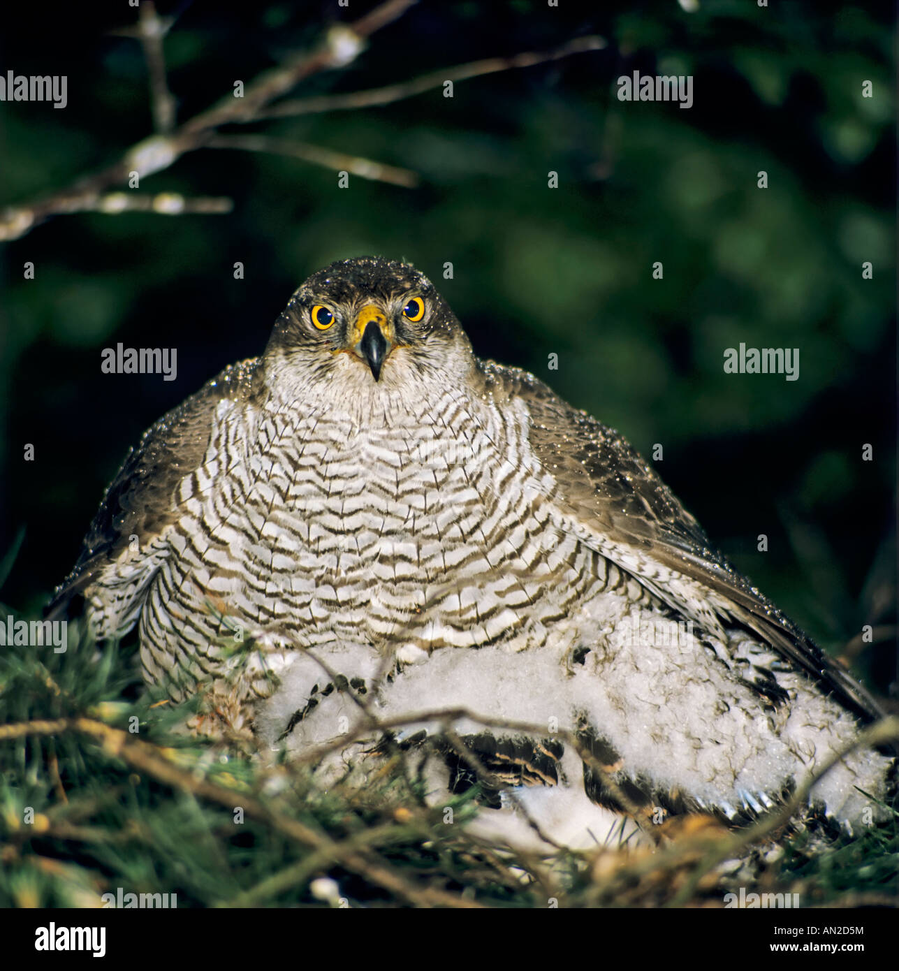 Habicht Waehrend Eines Gewitterregens Hudert Das Weibchen sterben Jungen um Sie Vor Naesse Zu Schuetzen Accipiter Gentilis Northern Stockfoto