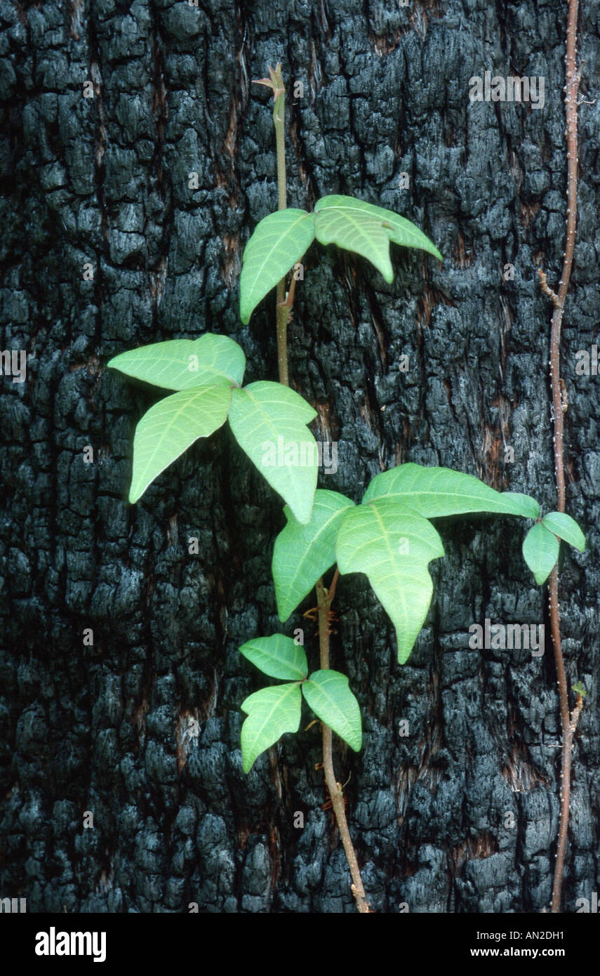 Poison Ivy, östlichen Giftefeu, Poison Oak (Rhus Radicans, Toxicodendron Radicans, Rhus Toxicodendron), Kletterpflanze, USA, Fl Stockfoto