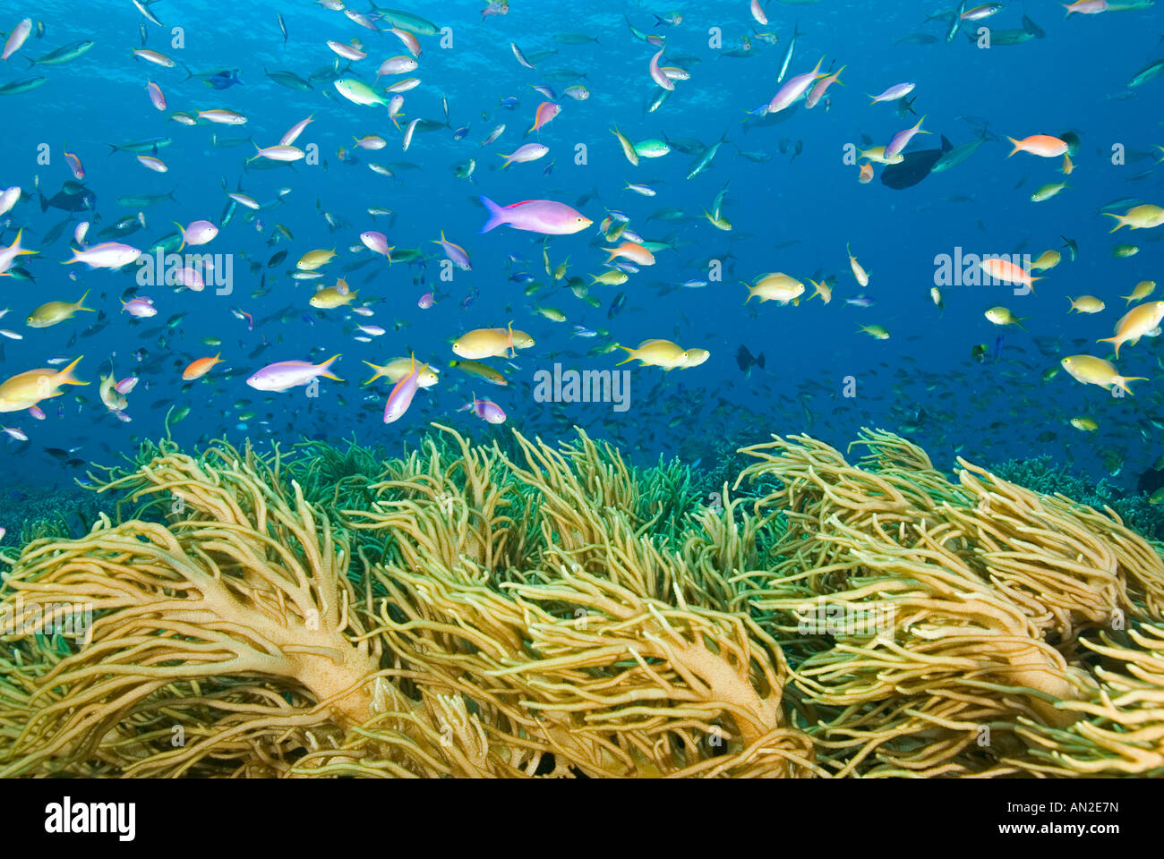 Riff-malerisch mit Weichkorallen und Anthiases Nationalpark Komodo Indonesien Stockfoto