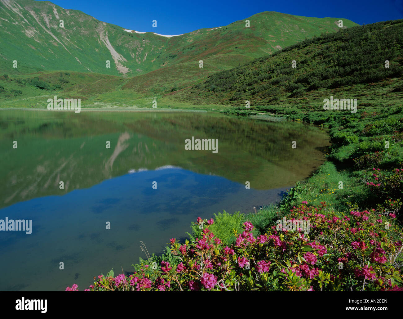 blühende Alpenrosen Rhododendron Ferrugineum, Fellhorn in der Nähe von Schlappoldsee im Frühsommer Fellhorn Oberstdorf Allgäu Bayern Stockfoto