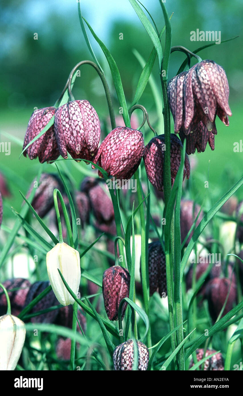 gemeinsamen Fritillary, Schlange-Kopf Fritillaria (Fritillaria Meleagris), blühende Pflanzen, Deutschland Stockfoto