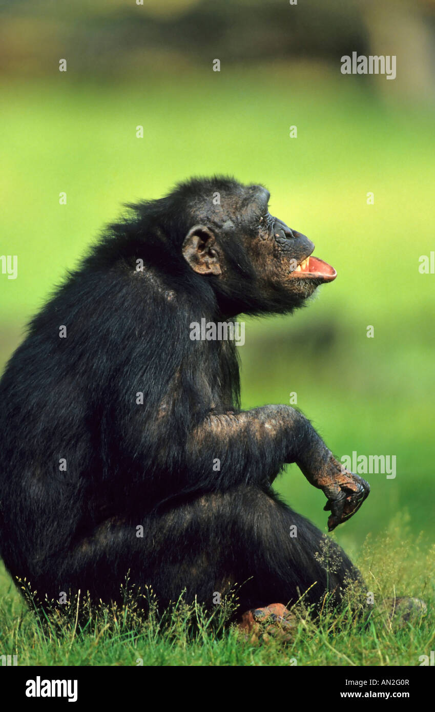 Schimpanse Schimpansen Pan troglodytes Stockfoto