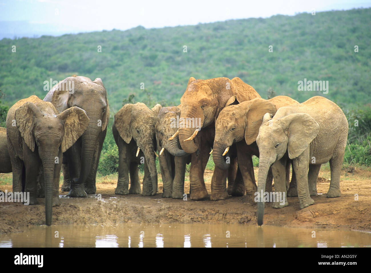 Afrikanischer Elefant afrikanische Elefant Loxodonta Africana Herde Herde Addo NP Sued Afrika Stockfoto