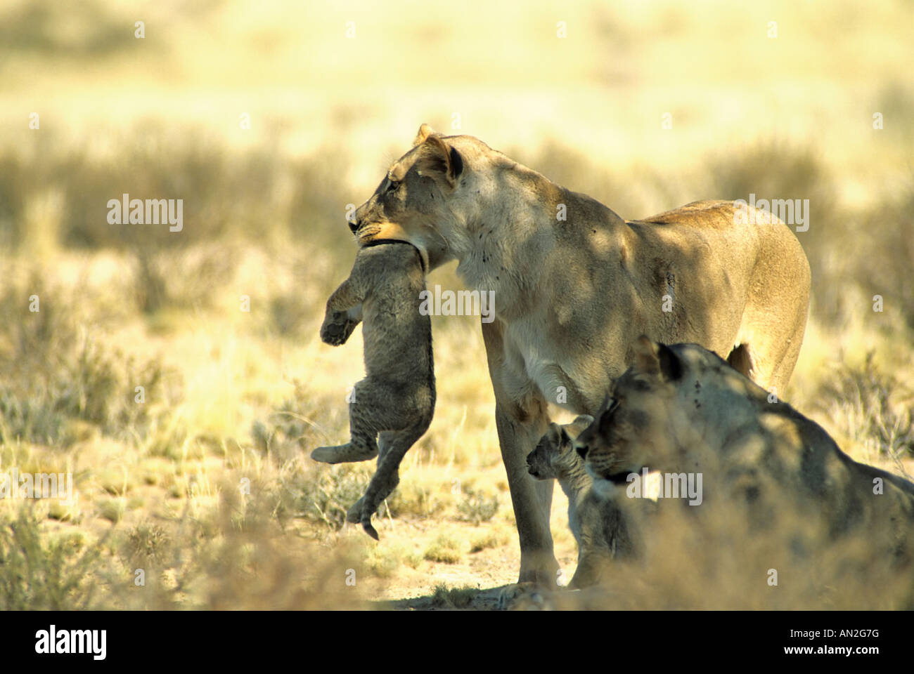 Loewe afrikanischen Löwen Mom Cub Mutter Mit Jungen Panthera Leo Kalahari Gemsbok NP Suedafrika Stockfoto