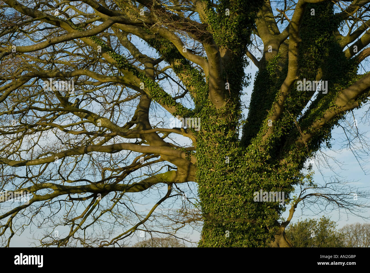 Efeu bedeckt Baum Stockfoto