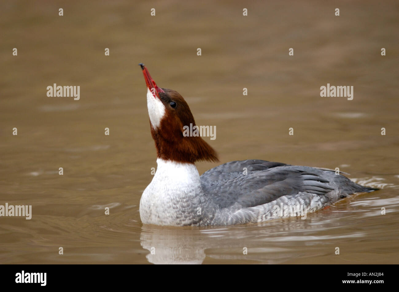 Weiblicher Gänsesäger Stockfoto