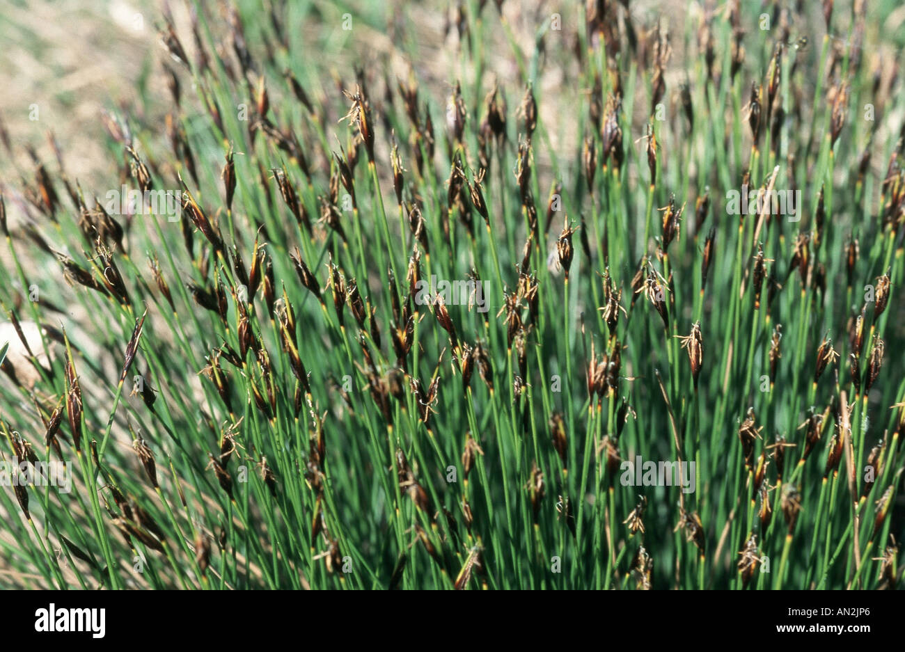 braune Moor-Rush (Schoenus Ferrugineus), blühen, Schweden Stockfoto