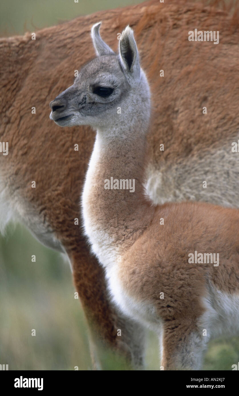 Guanako (Lama Guanicoe), Mutter mit Fohlen, Chile, Torres del Paine Nationalpark Stockfoto