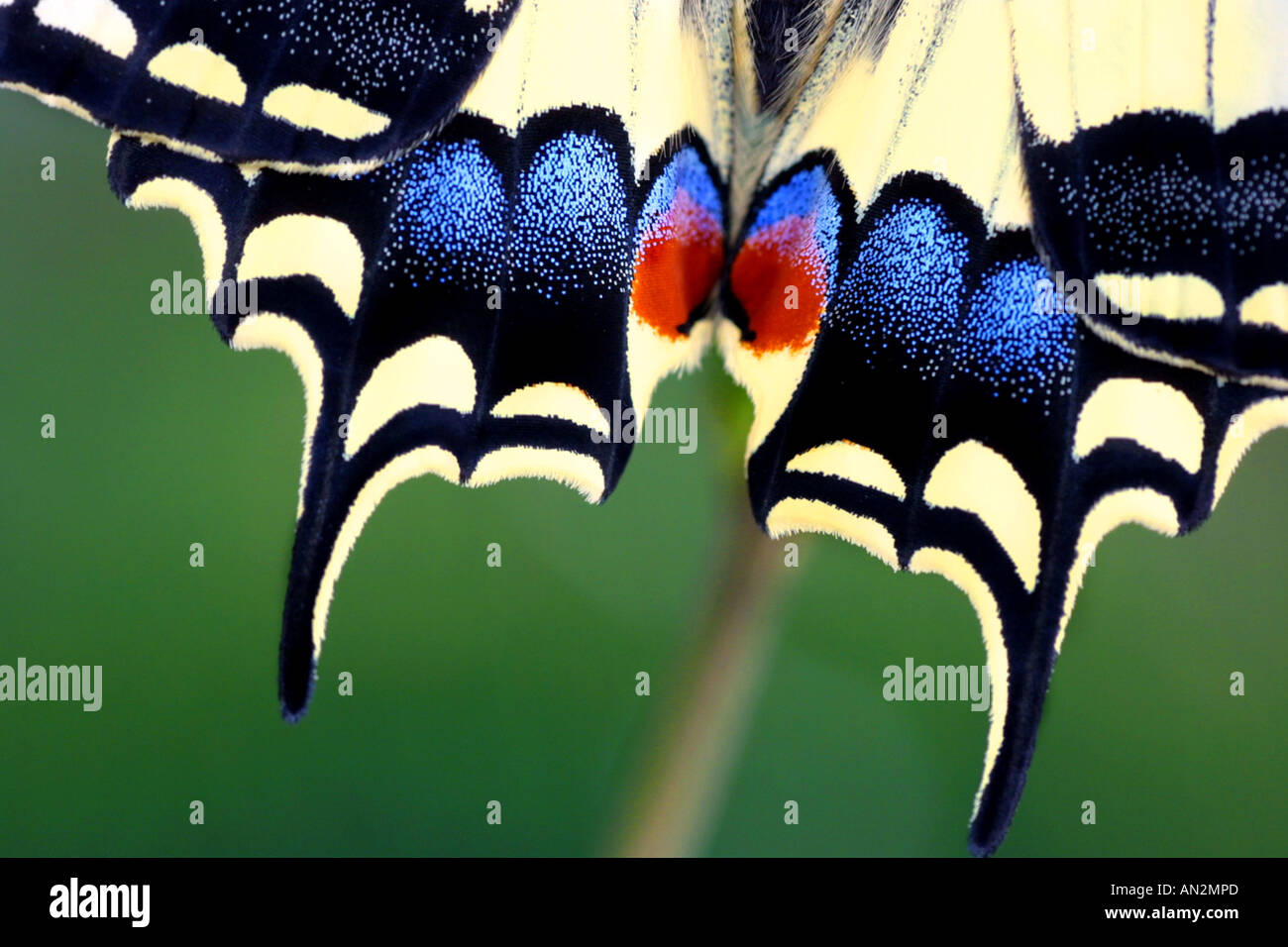 Schwalbenschwanz (Papilio Machaon), Detail der Flügel Stockfoto