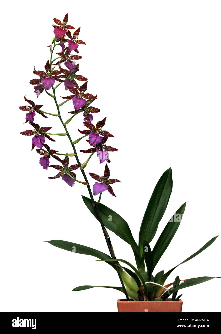 Odontoglossum Hybrid (Odontoglossum-Hybride), blühen Stockfoto