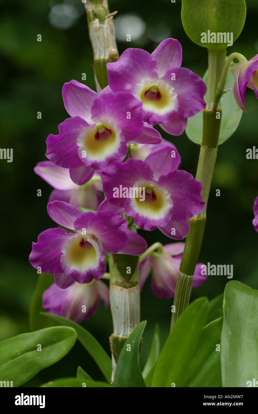 Dendrobium Nobile-Hybride (Dendrobium Nobile-Hybride), Blütenstand Stockfoto