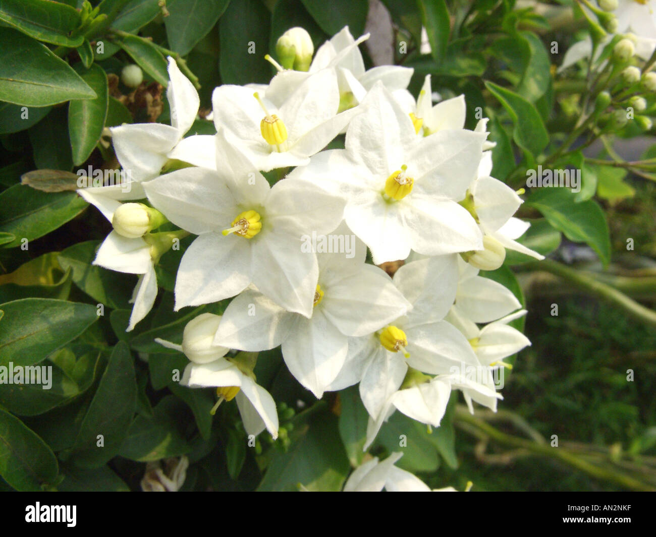 Kartoffel-Rebe (Solanum Jasminoides), Blütenstand Stockfoto