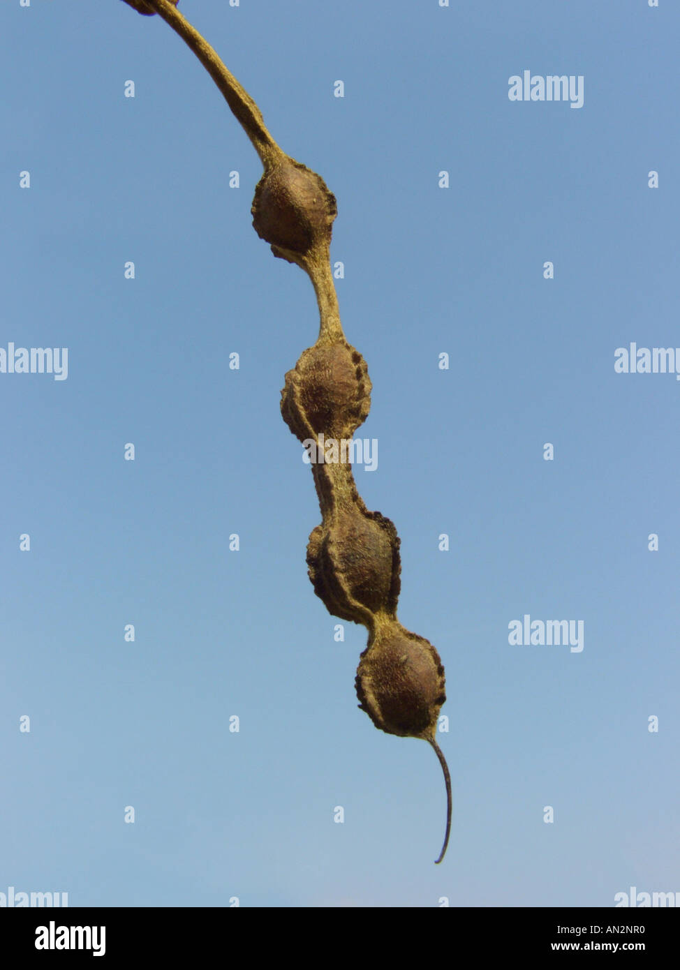 Kowhai (Sophora Microphylla), Obst (Schizocarp) Stockfoto