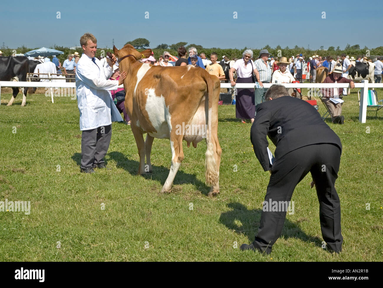 Beurteilung Viehschau am Stithians in Cornwall, England Stockfoto