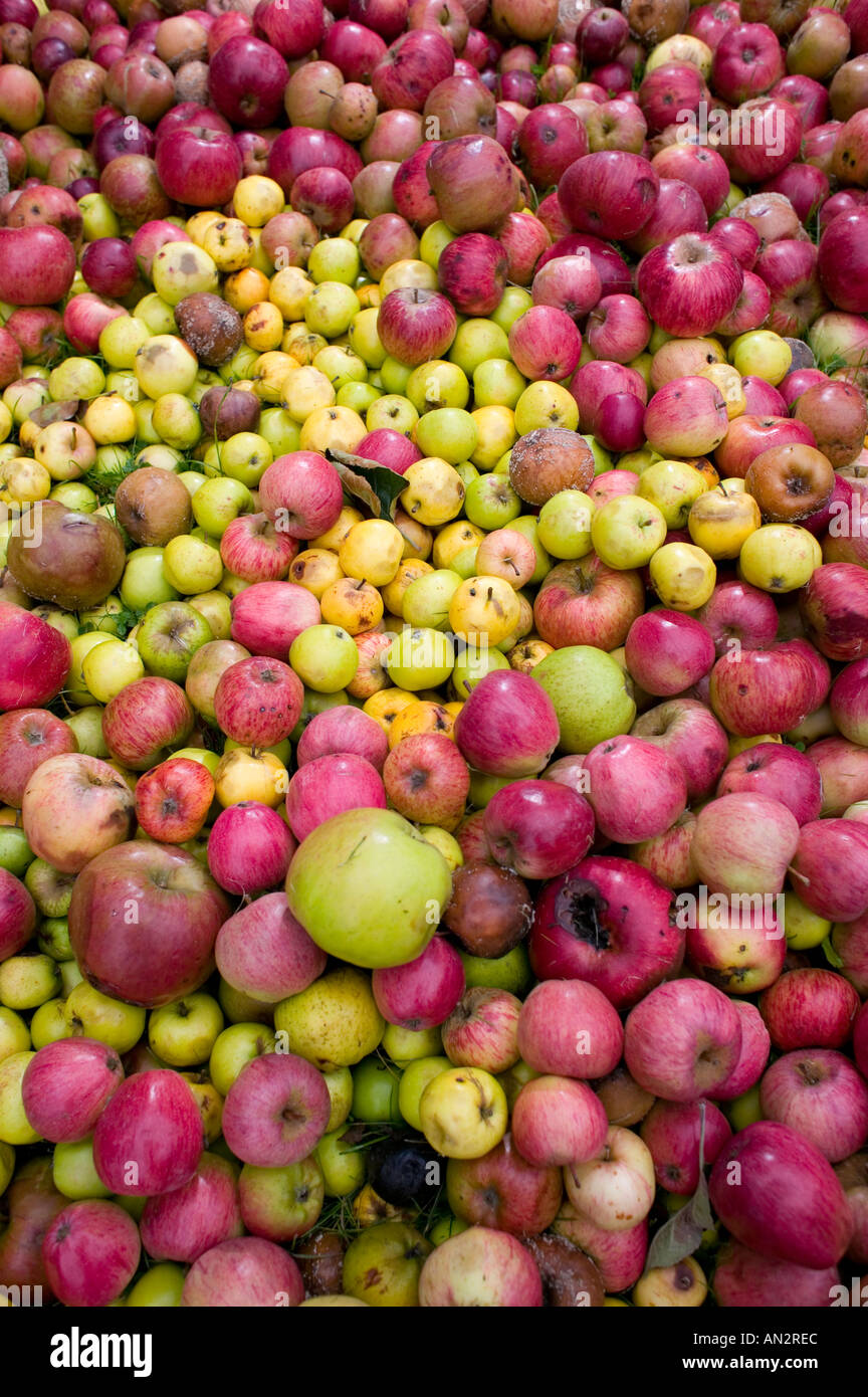 Äpfel liegen auf dem Rasen in einem Feld von Worcestershire England UK Fäulnis Stockfoto