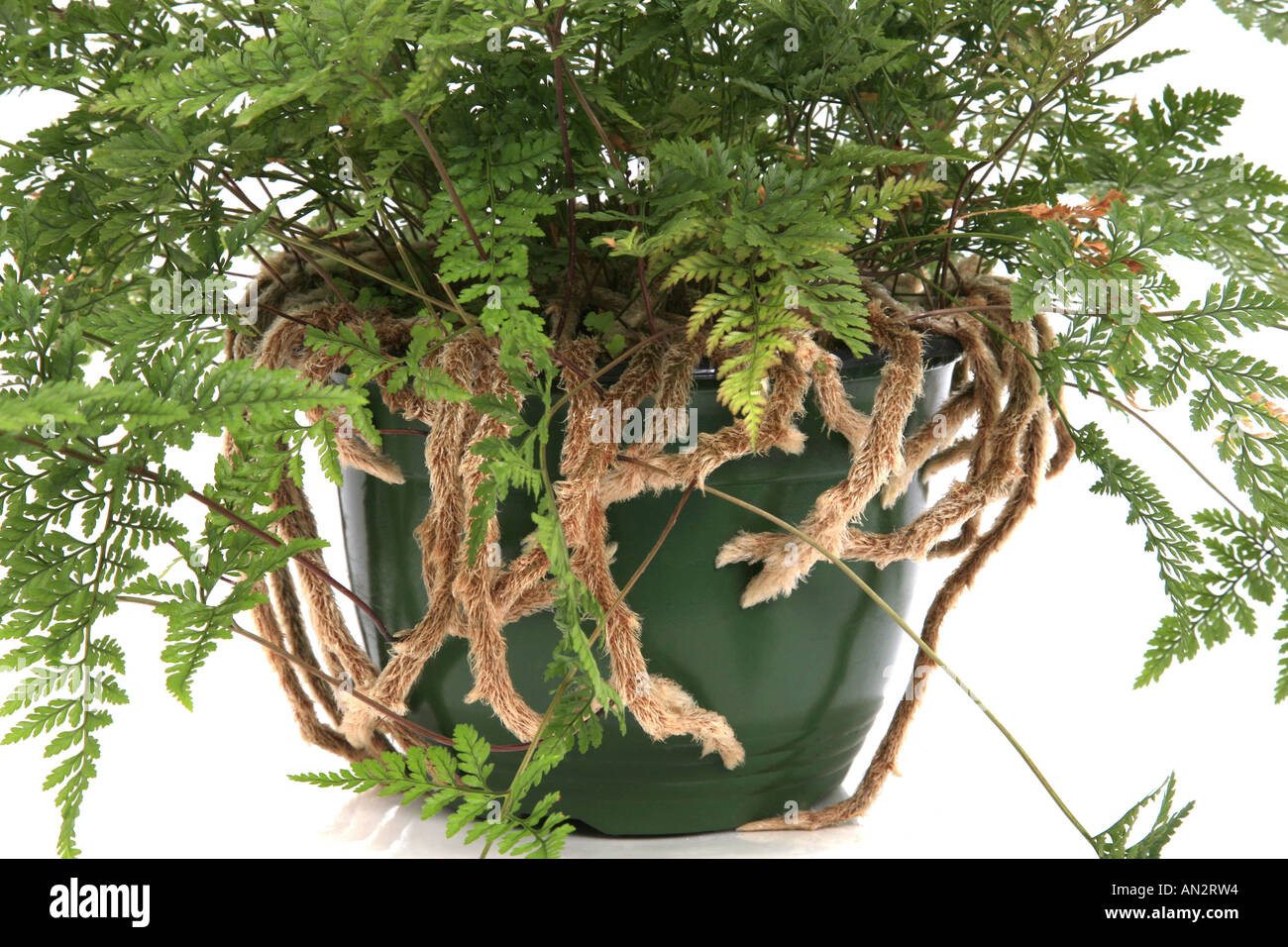 Hares Fuß Farn, Hasen Fuß Fern des Kaninchens Fuß Farn (Davallia