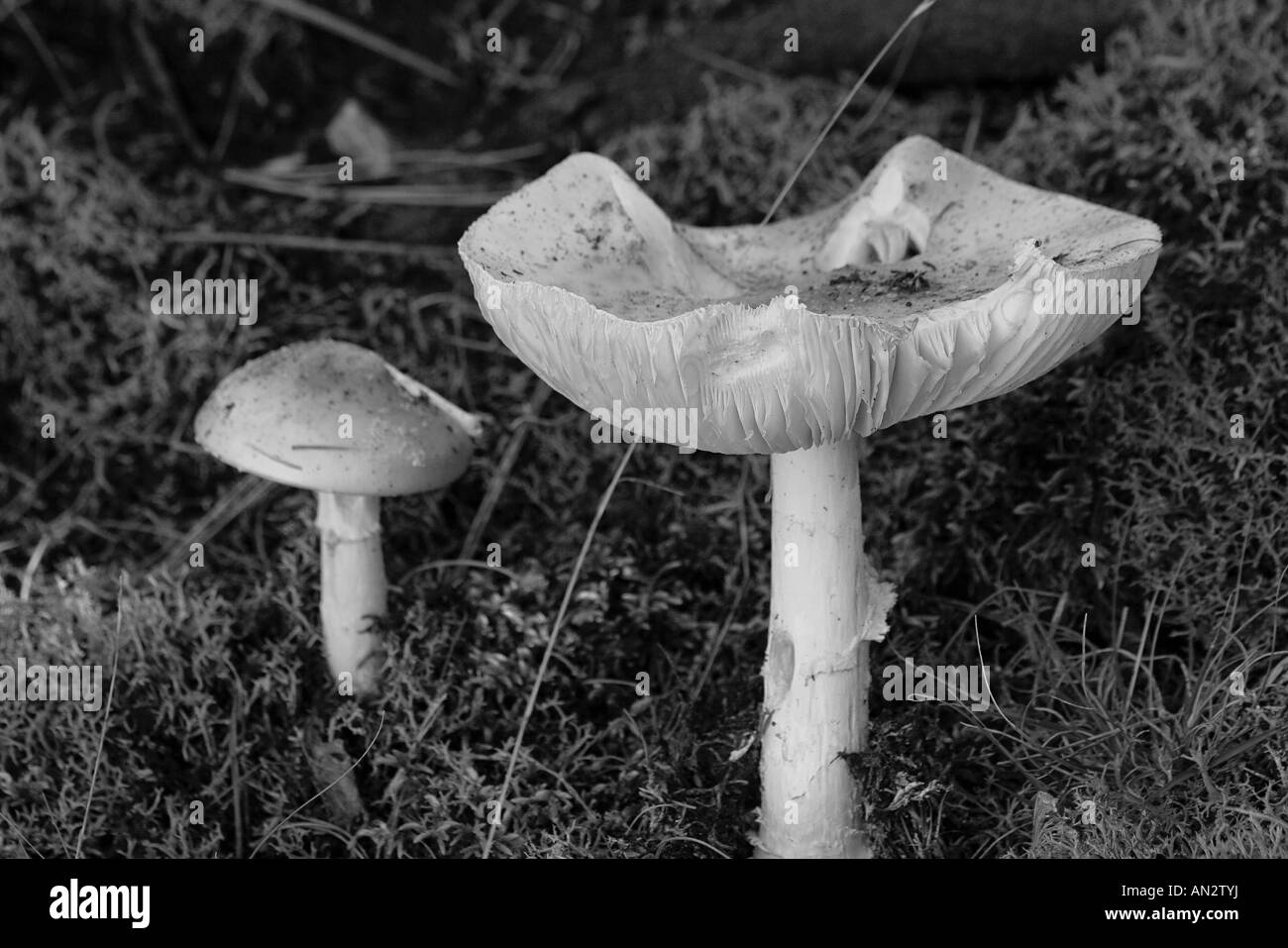 Paar von Pilzen Stockfoto